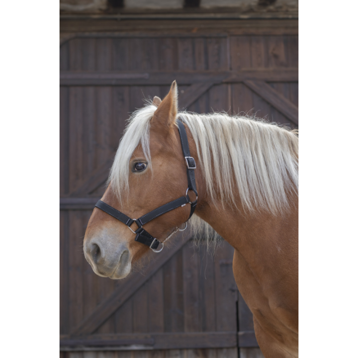 Licol norton cheval de trait