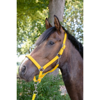 Licol stars  taille cheval