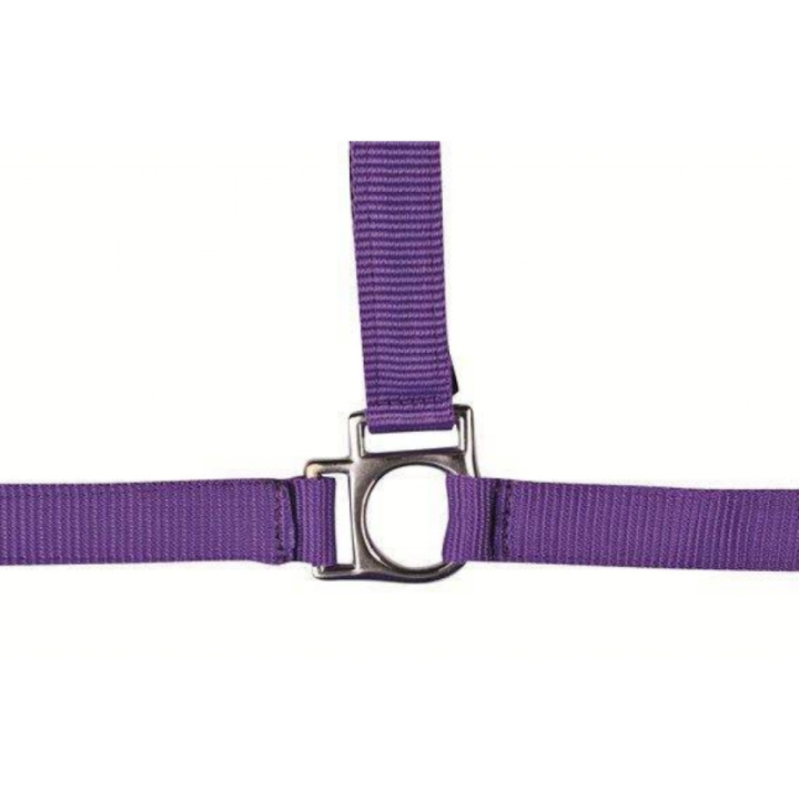 Licol stars taille pur-sang