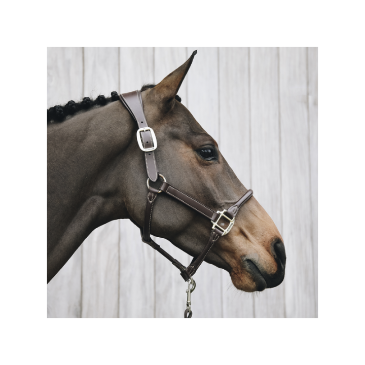Licol anatomic kentucky