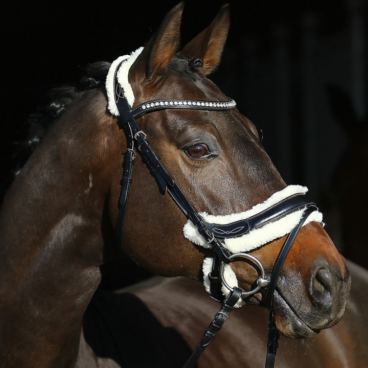 Bridon leon anatomique euro club