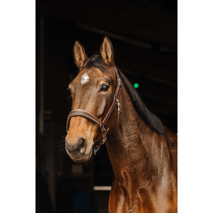 Licol cuir Norton Pro Rock pour cheval