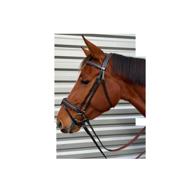 Bridon canter mylord