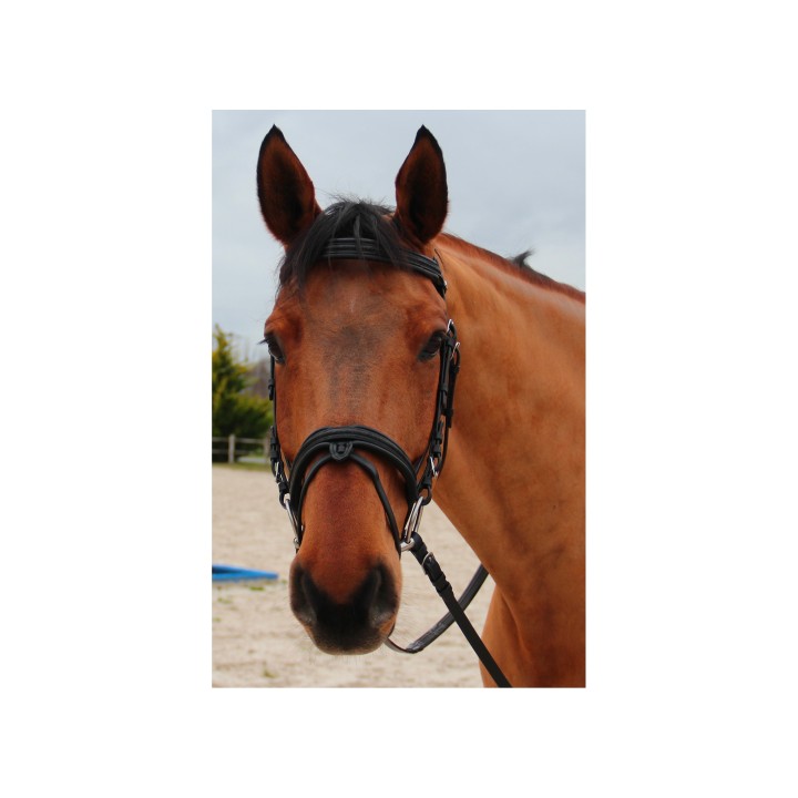 Bridon canter mylord