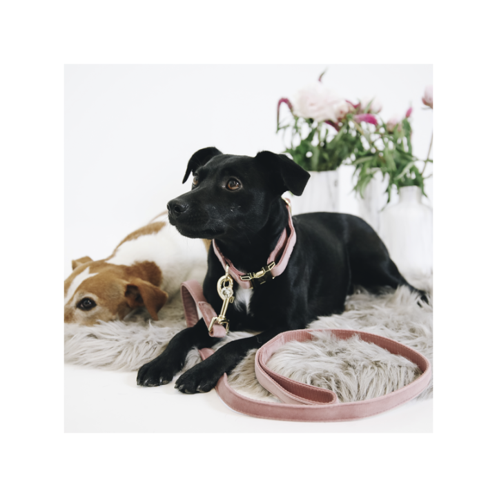 Laisse pour chien velvet 120cm