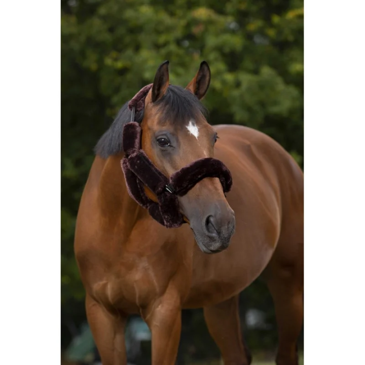 set-pour-licol-equitheme-teddy.jpg