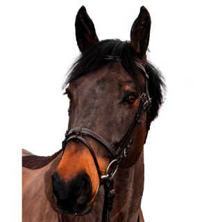 Bridon Canter Club PRIVILEGE