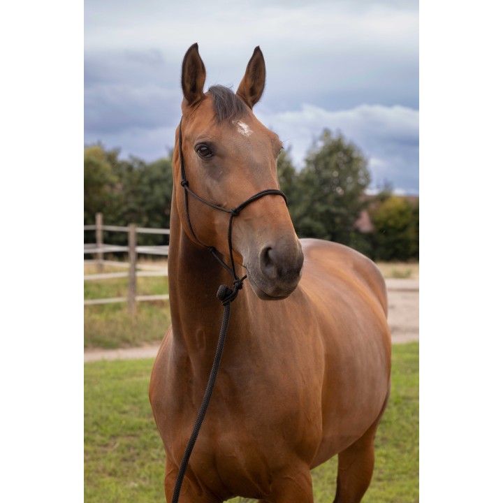 Licol Norton mouton synthétique | Horse Discount