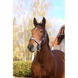 Licol nylon Equi-Thème Spring | Horse Discount