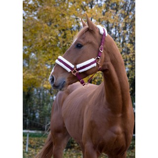 Licol nylon Norton double cuir Shetland