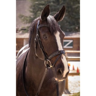 bridon penelope smoothie