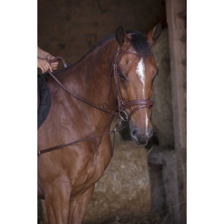 Enrênement élastique court/poulies cheval