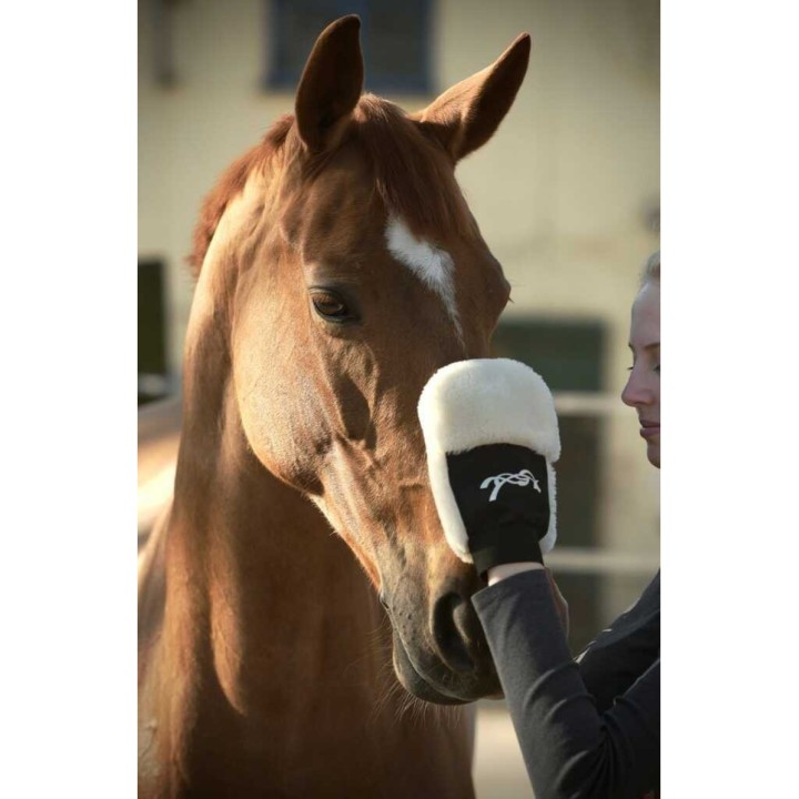 gant de pansage penelope