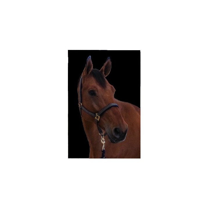 Licol + longe black canter noir