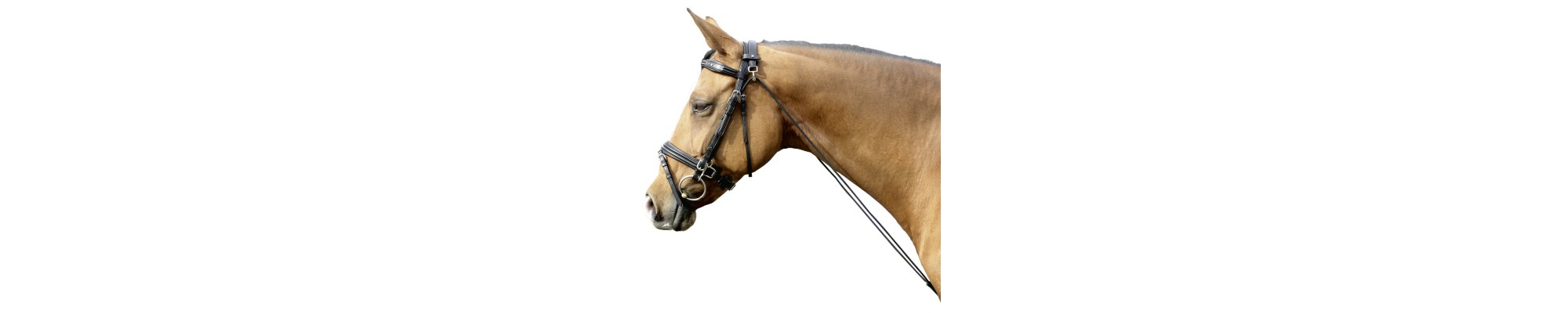 Travail à pied cheval | Équipements de qualité