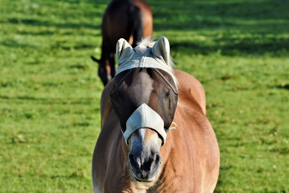 Guide : choisir un masque anti-mouche pour son cheval
