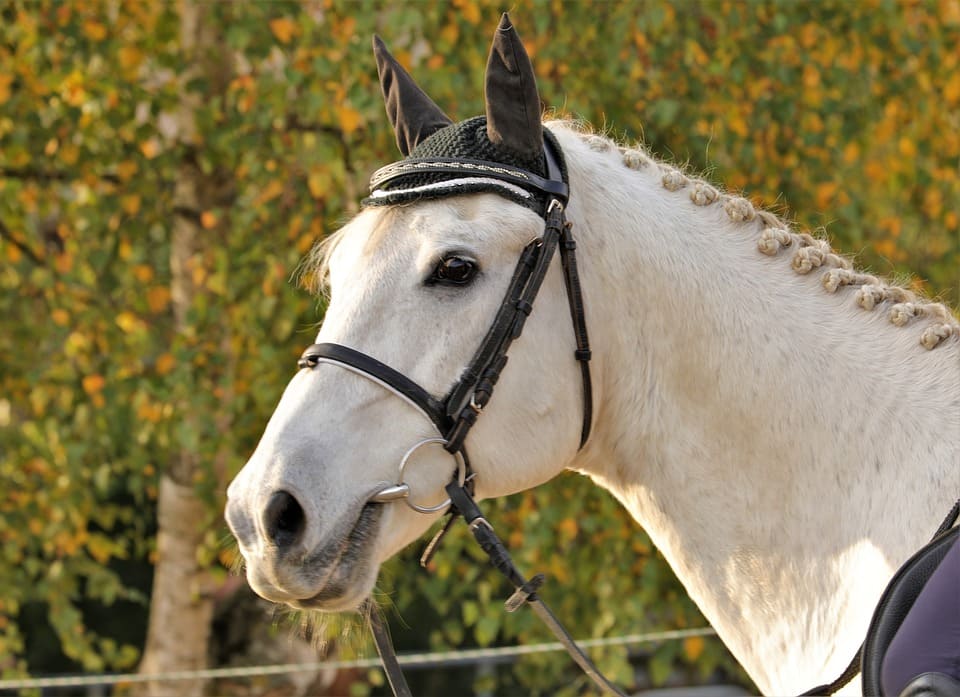 Les différents types de bridons pour chevaux